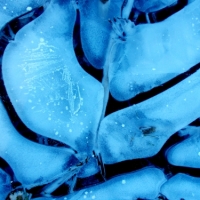 THE WONDERFUL WORLD OF ICE:   JOURNEY INTO THE COLDEST MACRO PHOTOGRAPHY #3